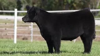 GORETSKA 7