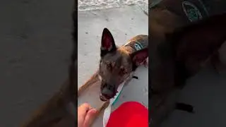 Beach Dog Training