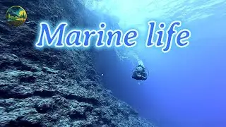Marine Life||Nature Nest View| #fishing #wildlife #sealife #marine #viral #video #fish #youtube #hd