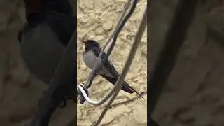 Bird Photography || Barn Swallow #nature #wildlife #photography #birds #bird #fly #animals #nature