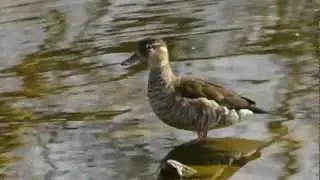 Ringed Teal (Callonetta leucophrys ♀) / Rotschulterente [02]