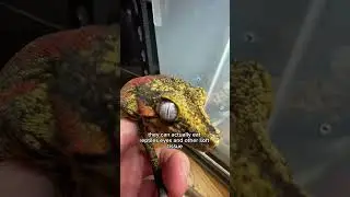 The animals are acting strange