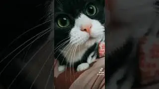 Police cat 