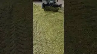 Maissilage
