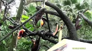 Meet the World Biggest Bat (Malayan flying fox) How do bat's pee?