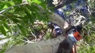 Melaleuca leucadendra, Coorparoo. In-tree video
