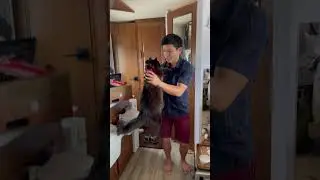 This CAT LIKES to be PICKED UP LIKE A BABY🥰 #cat #wholesome #shorts