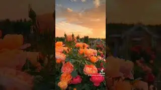 Duniya ki Mehfilo se ||#rizwan #duniyakizindagi #imamqasim #answer #love#duet#crbt #junaid#nadeem