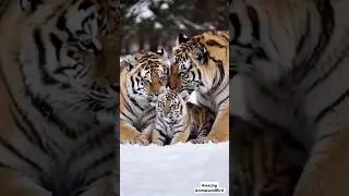 Heartwarming Moment: Two Siberian Tigers Smooch & Walk with Their Adorable Cubs in the Snow!