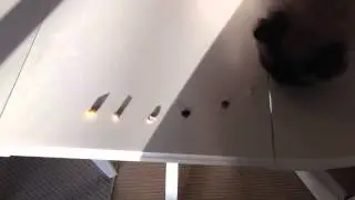 What is the best cat treat in the world?