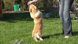 Corgi rocket  -  SALE