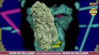 Gorilla Glue cbd weed