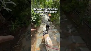 🐾Elsa & Susan (Cane Corso )-Morning Socialization Walk!🌅🐾 #monomark_k9 #canecorso #socialization