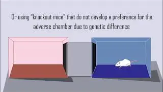 Conditioned Place Preference for Neuroscience Research