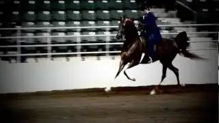 Lady Marmalade- Half Arabian Park horse