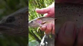 Best Fly Fishing Catches of 2025 #shorts #flyfishing #fishing #troutfishing #bigfish