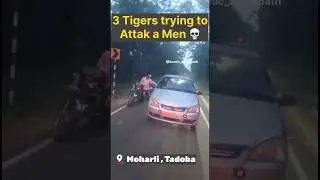 3 Tigers trying to attract a biker men at Moharli Tadoba.
