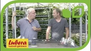 Die Kulturheidelbeeren von Lubera&reg;
