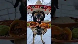 Наш охранник ДИ - многогранная личность. #funny #dog #dogshorts