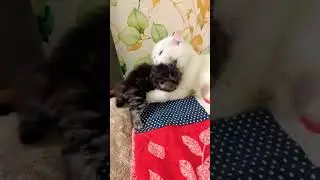 Marry n kiya baby ko clean #shortsfeed #petshub #cat #cutecat #kitty #catblogger#shortsfeed#youtube