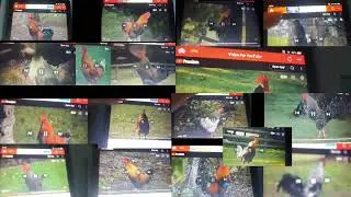 Too Many Rooster Crowing #rooster