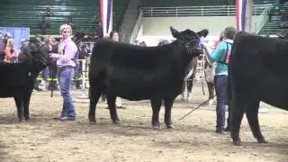 NWSS 2014: Junior Angus Heifer Show