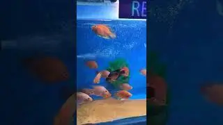 Noida Sea World Carnival #fish #justexploringnew