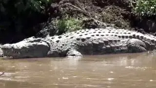 Can crocodiles take down an adult buffalo?