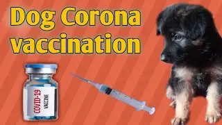 Puppy Corona vaccination with price | German Shepherd puppy | Oscar