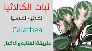 نبات الكلاثيا/كلاسيا/Calathea/طريقة العناية والاكثار