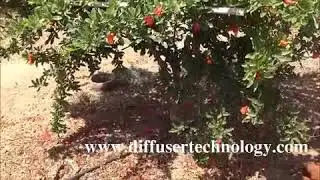 सुधाकर गायकवाड