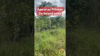 COLEIRO BISON NO MATO #passarinho #coleirosolto #passaros #coleiro #coleiro #aves