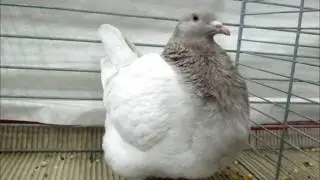 Texaner, Texan Pioneer, Texan Pigeon, Exposition de Pigeons Kembs 2017