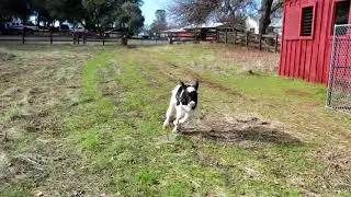 Cute calves run free for first time