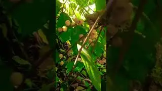 Wild Fruits part 2 #youtubeshorts #shorts