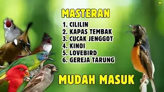 🔴 DONGKRAK EMOSI NAIK || MASTERAN MEWAH MURAI BATU GACOR