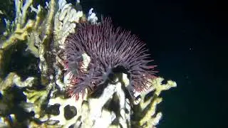 כוכב כתר קוצני / כוכבן קוצני / Acanthaster Planci  / עינת שטקלר / Einat Shteckler