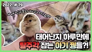 예민한 아기 꿩이 처음으로 밥을 먹는 날!