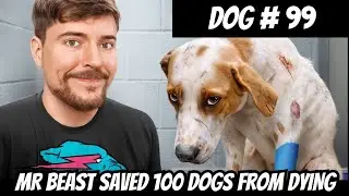 MrBeast Saved 100 Dogs From Dying | The Times