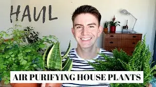 AIR PURIFYING INDOOR PLANTS | House plant haul 2018