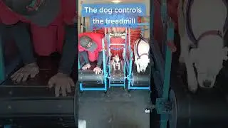 Did you know the dog is in complete control of the treadmill?#rundawg #mobiledoggym #dogexercise