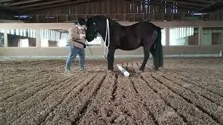 Dances with Horses  ~ wir üben den ChaCha