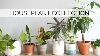 MY HOUSEPLANT COLLECTION | 12 easy & low-maintenance plants