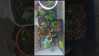 maconha outdoor clones, monstercrop