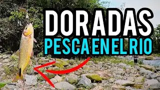 PESCANDO Sabaletas DORADAS en el R&Iacute;O || Julio Moreno