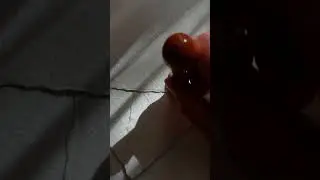 Oval wax seal.🤍