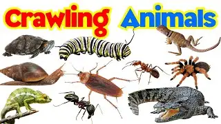 🦎 Crawling Animals Name for Kids 🐍 Reptile Animals with Pictures & Sounds | English Hindi