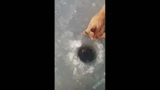 смешные животные