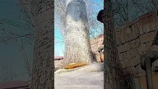 Use A Chainsaw To Fell A Big Poplar Tree !