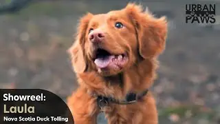 Dog Training: Laula (Nova Scotia Duck Tolling Retriever)